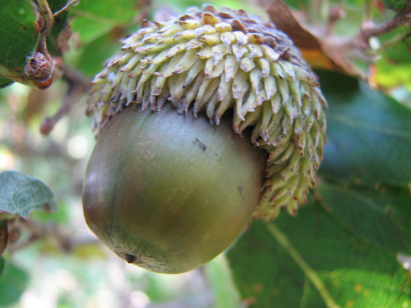 Galle di Andricus theophrasteus e di A. caputmedusae su Quercus macrolepis